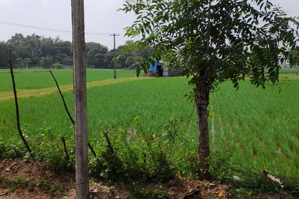 Agriculture Land for Sale in Suriyampatti