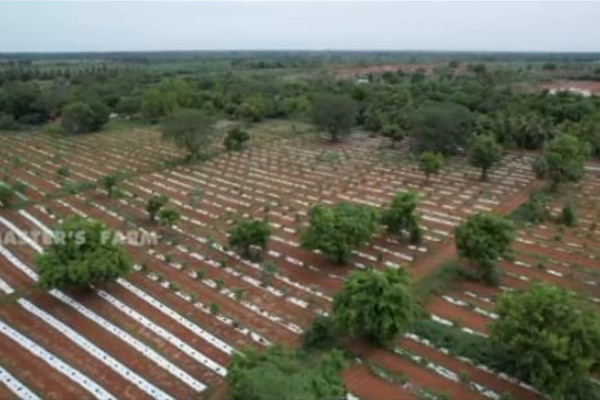 Master Farm - Agriculture Farm for Sale