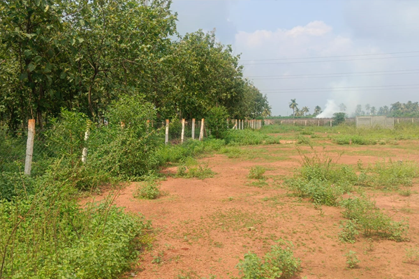 Layout Sale Near Thirukanurpatti Four Way Road @ Thanjavur 