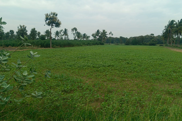 Farm Land for Sales