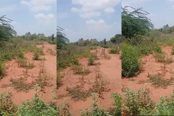 Plot for Sale in Near Maruthupandiyar College