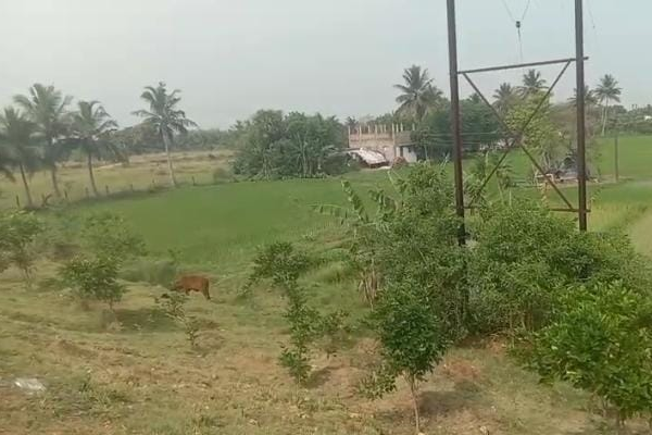 Land for Sale in Utharamangalam